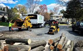 Tree and Shrub Care in San Antonio, TX