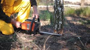 Best Stump Grinding and Removal  in San Antonio, TX