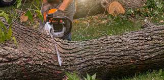 Reliable San Antonio, TX Tree Care Solutions