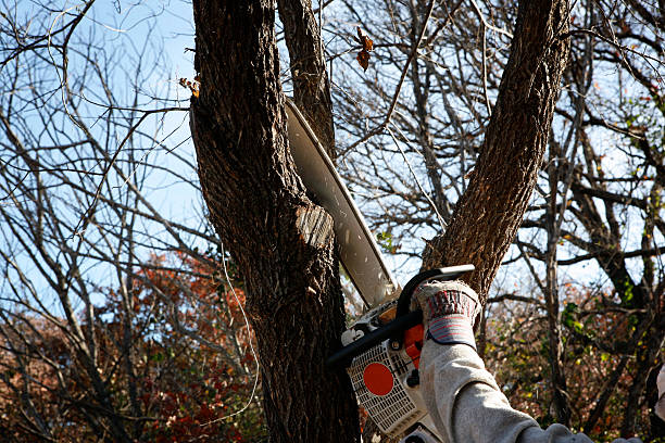 Best Palm Tree Trimming  in San Antonio, TX