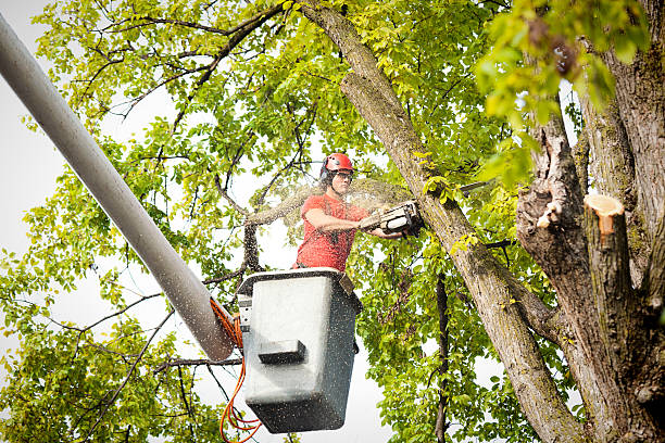 Best Tree Health Inspection  in San Antonio, TX