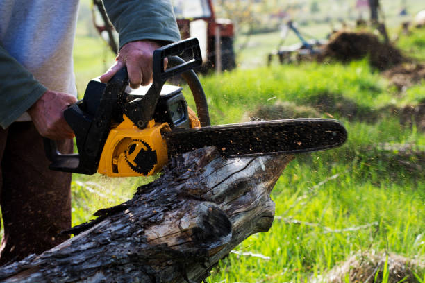 Pest Control for Lawns in San Antonio, TX