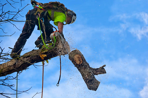Best Tree Cabling and Bracing  in San Antonio, TX
